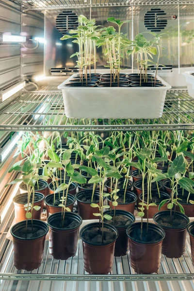 Selective Focus Potted Sprouts Modern Agro Laboratory — Stock Photo, Image