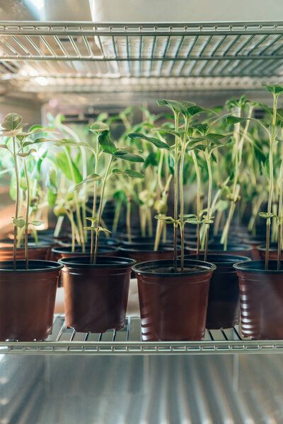 close up view of potted sprouts in modern biotechnology laboratory 