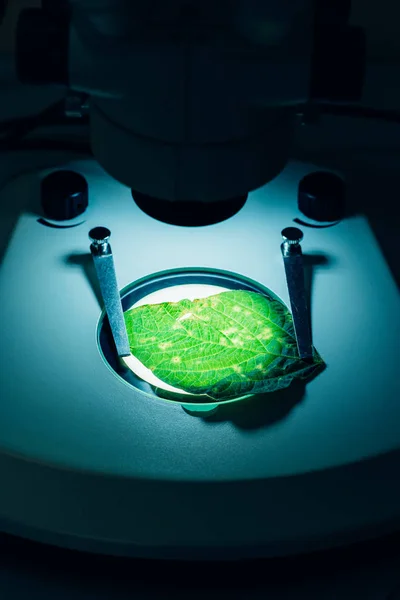 Selektywny Fokus Zielony Liść Pod Mikroskopem Agro Nowoczesne Laboratorium — Darmowe zdjęcie stockowe