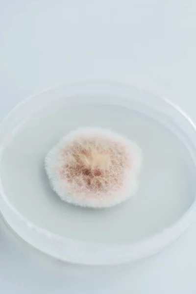 Биотехнологической Лаборатории Обнаружили Плесень Блюде Петри — стоковое фото