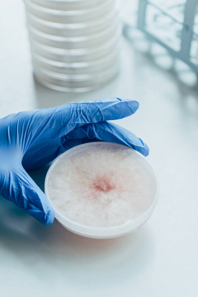 cropped image of biologist working with petri dish in modern laboratory 