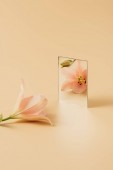 růžová krásná lily květina odráží v zrcadle na béžové stůl