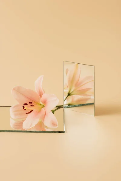 Квітка Лілії Відображається Двох Дзеркалах Бежевому Столі — стокове фото