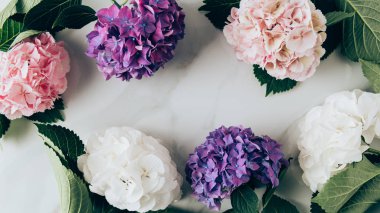 HORTENSIA çiçek mermer yüzey üzerinde yapılan çerçevenin üstten görünüm 