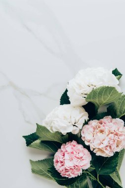 beyaz ve pembe HORTENSIA çiçek üstten görünüm üzerinde kopya alanı ile mermer masa üstü