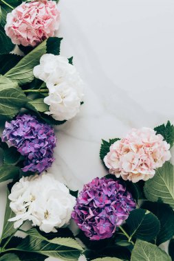 kopya alanı ile mermer tabloda renkli HORTENSIA çiçek üstten görünüm 