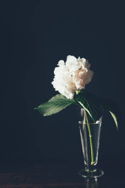 siyah cam vazoda beyaz HORTENSIA bloom