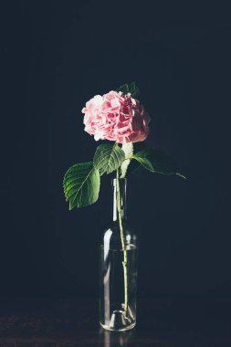 pembe HORTENSIA çiçeği siyah cam şişe