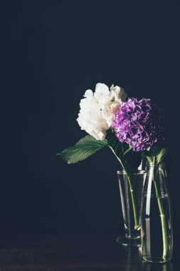 Cam vazolar, siyah beyaz ve mor HORTENSIA çiçeği