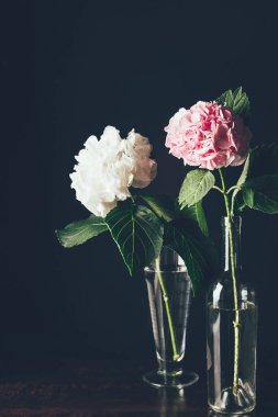 siyah cam vazo içinde pembe ve beyaz HORTENSIA çiçek