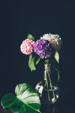 siyah monstera yaprak vazoda pembe, beyaz ve mor HORTENSIA çiçekler