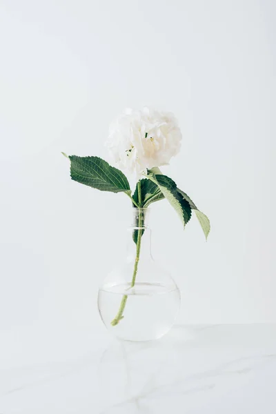 white blooming flower of hydrangea in glass vase, on white