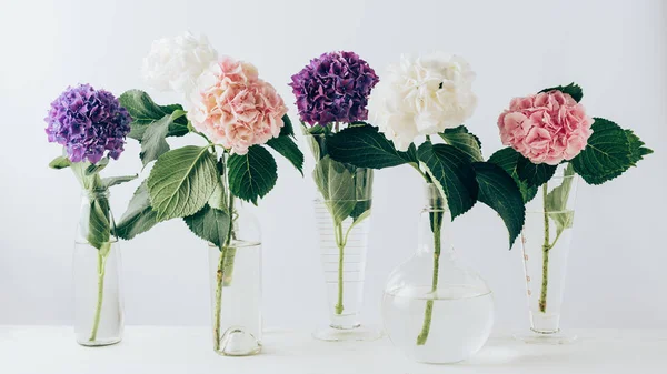 Beautiful Colorful Blooming Flowers Hydrangea Glass Vases White — Stock Photo, Image