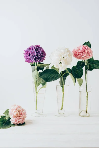 Flor Hortênsia Rosa Roxa Branca Vasos Vidro Sobre Branco — Fotografia de Stock Grátis