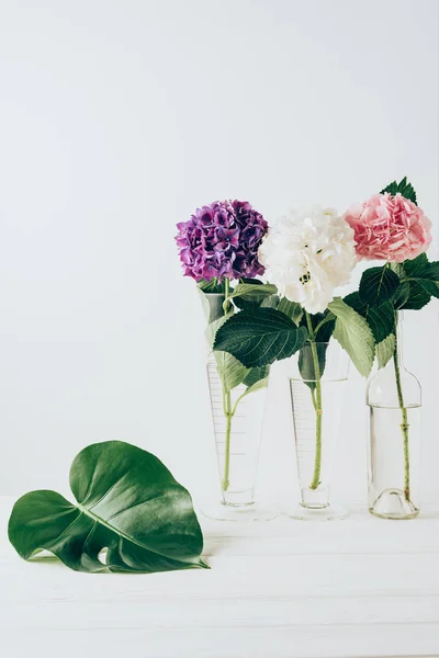 粉红色 紫色和白色绣球花在玻璃花瓶与龟背竹叶附近 — 图库照片