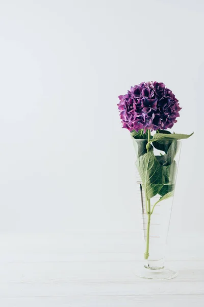 Fleur Hortensia Violette Dans Vase Verre Sur Blanc — Photo