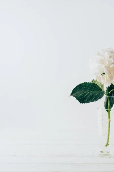 ガラス製の花瓶に白いアジサイの咲く白花 — ストック写真