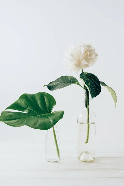 Bílý Kvetoucí Květ Hortenzie Vázy Bílém Pozadí — Stock fotografie