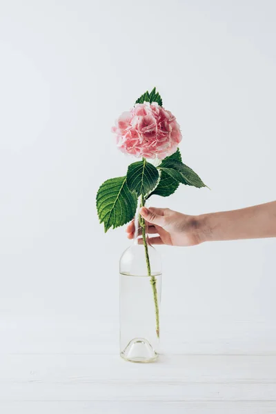 Vista Ritagliata Della Donna Possesso Vaso Con Fiore Ortensia Rosa — Foto Stock