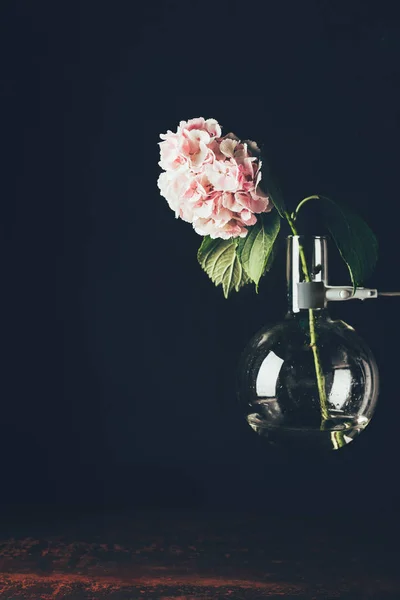 Pink Hortensia Flower Glass Vase Black — Stock Photo, Image
