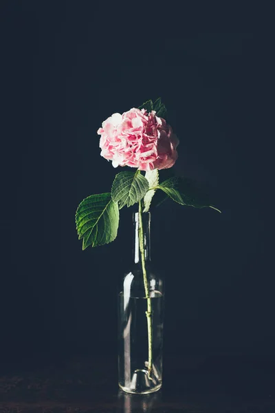 Roze Hortensia Bloesem Glazen Fles Zwart — Stockfoto