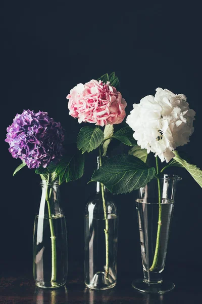 Vackra Rosa Vit Och Lila Hortensia Blommor Glasvaser Rad Svart — Gratis stockfoto