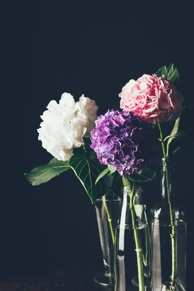 Hortensia Rosa Blanca Púrpura Florecen Jarrones Vidrio Sobre Negro — Foto de Stock