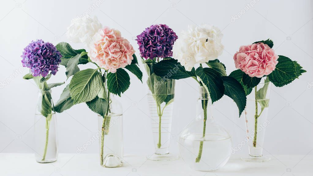 beautiful colorful blooming flowers of hydrangea in glass vases, on white