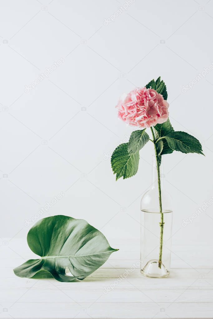 pink hydrangea flower in vase and green monstera leaf near, on white