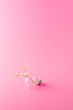 ampul güzel chamomiles ile yakından görmek pembe üzerinde