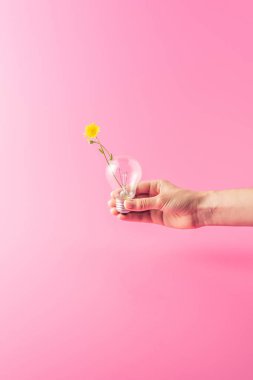 cropped shot of person holding light bulb with yellow flower isolated on pink clipart