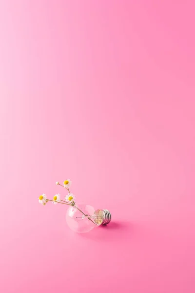 Προβολή Μεγέθυνση Του Λαμπτήρα Όμορφη Χαμομήλια Για Ροζ — Φωτογραφία Αρχείου