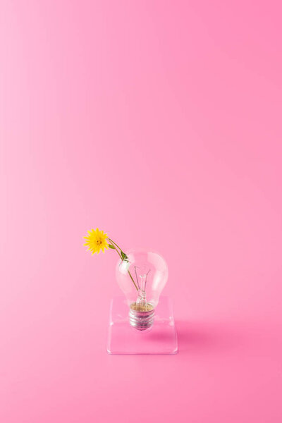 крупным планом лампочка с красивым желтым цветком на розовом фоне
