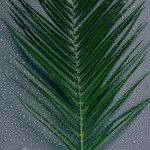 灰色背景下水滴的绿色棕榈叶的顶部视图