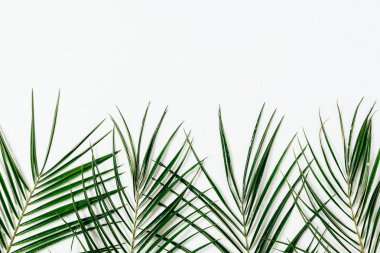 top view of green palm leaves arranged on white backdrop clipart