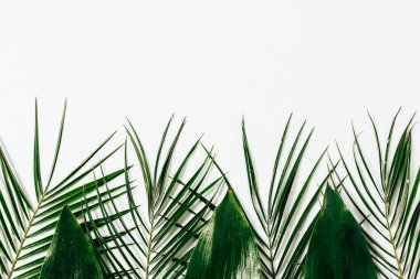 flat lay with assorted green foliage on white backdrop clipart