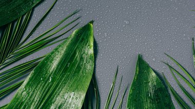 flat lay with assorted green foliage with water drops on grey backdrop clipart
