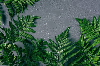 flat lay with arrangement of green fern plants with water drops on grey backdrop clipart