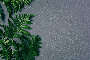 flat lay with arrangement of green fern plants with water drops on grey backdrop clipart