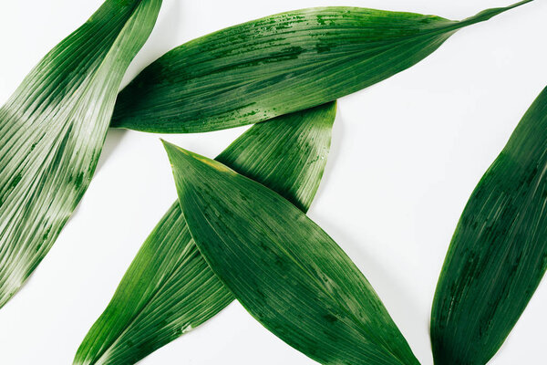 вид сверху зеленой листвы с капельками воды на белом фоне
