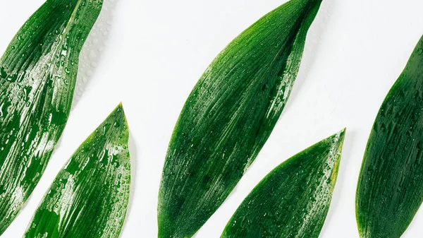 top view of green leaves with water drops on white background