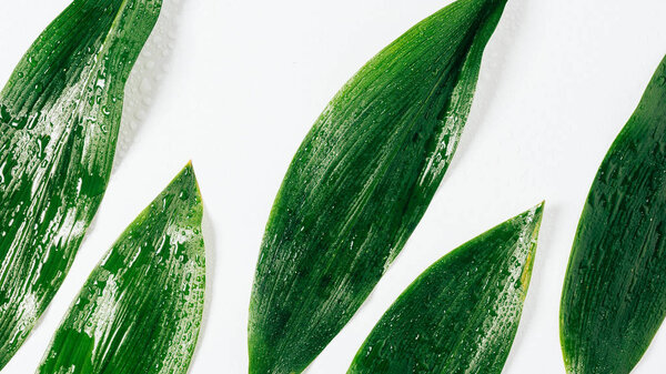 вид сверху на зеленые листья с капельками воды на белом фоне
