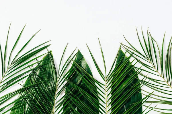 Vlakke Leggen Met Diverse Natte Groene Gebladerte Witte Achtergrond — Stockfoto