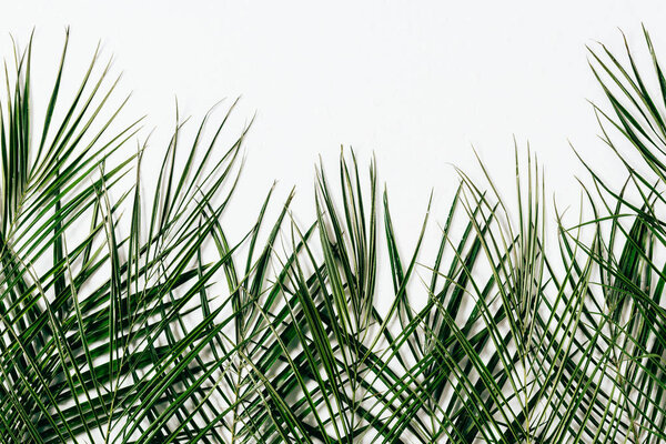 flat lay with green palm leaves arranged on white backdrop