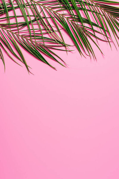 flat lay with green palm leaves on pink backdrop
