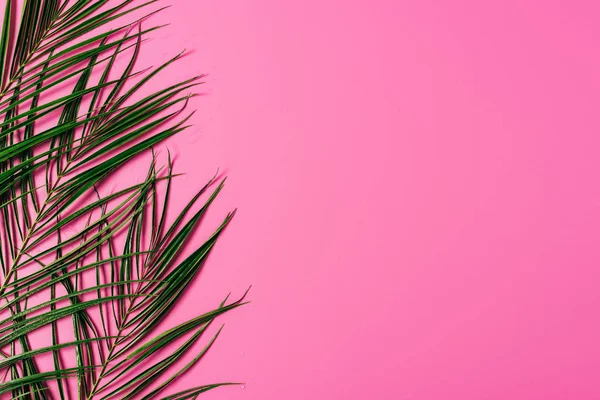 Bovenaanzicht Van Exotische Palm Bladeren Gerangschikt Roze Achtergrond — Stockfoto