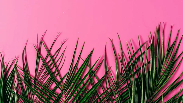Ovanifrån Exotisk Palm Lämnar Arrangerade Rosa Bakgrund — Stockfoto