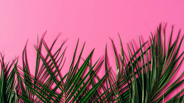 top view of exotic palm leaves arranged on pink background