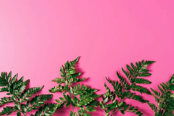 Top View Green Fern Plants Pink Backdrop — Stock Photo, Image