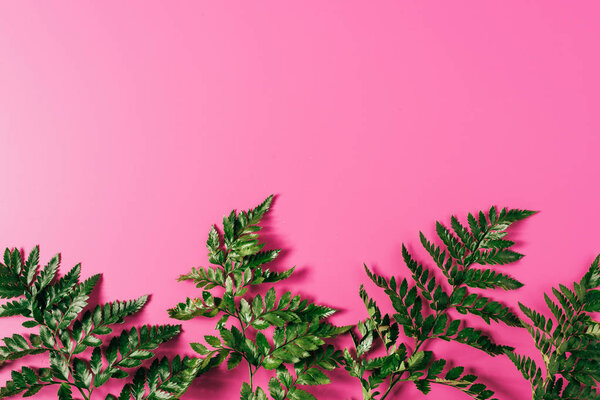 вид на зеленые растения папоротника на розовом фоне
